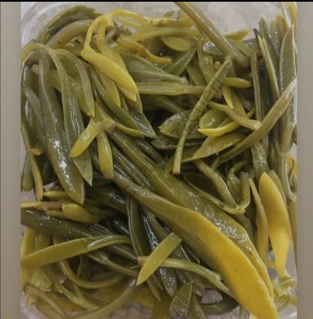 KAYA KORUĞU 650 GR